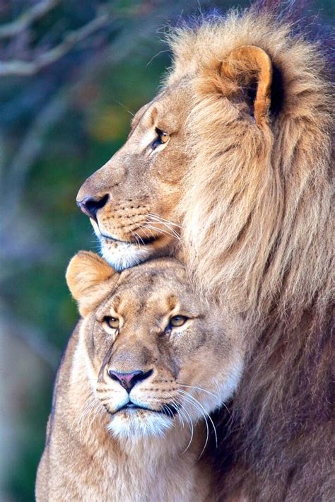 Loyalty To The Fullest ️ Leões Apaixonados Grandes Felinos Casal De