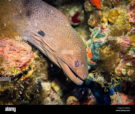 Giant Morey Eel Red Sea Egypt Stock Photo Alamy