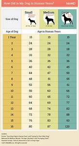 A Chart To Calculate Your Dogs Age R Coolguides