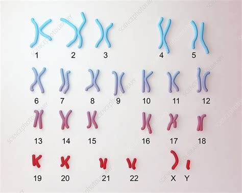 Normal Male Chromosomes Illustration Stock Image F0134436