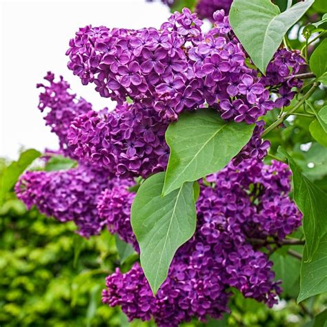 Spring Hill Nurseries Purple Flowering Holden French Hybrid Lilac