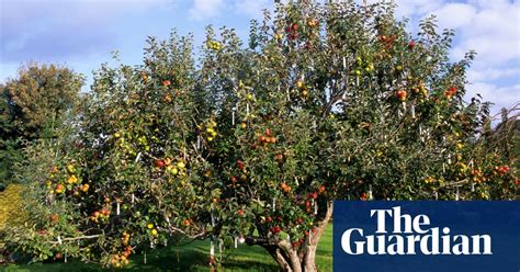How To Graft Apple Trees Gardening Advice The Guardian