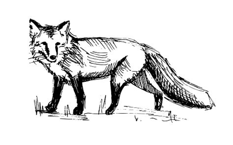 Walking Fox Line Drawing Stock Illustration Download Image Now Istock