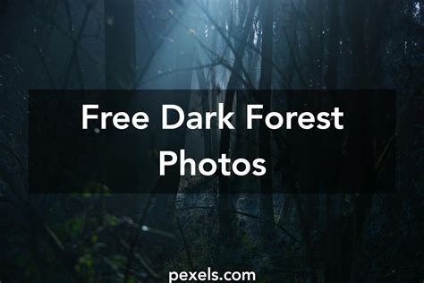 Free Stock Photos Of Dark Forest · Pexels