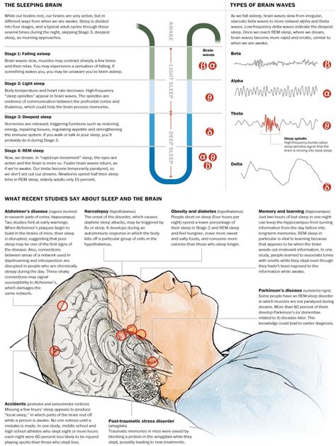 Infographic What Studies Say About Sleep And The Brain
