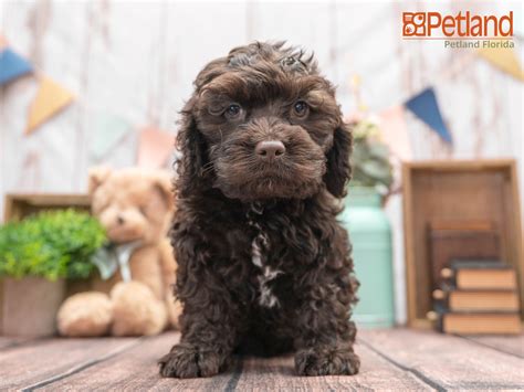 Why buy a cockapoo puppy for sale if you can adopt and save a life? Petland Florida has Cockapoo puppies for sale! Check out ...