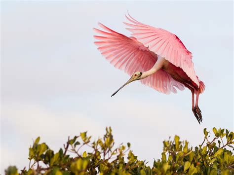 Wildlife Photos Roseate Spoonbill Landing