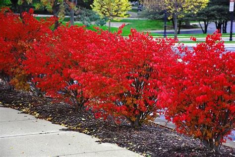 20 Red Burning Bush Seeds Rare Fast Growing Plants Perennial Fall Color
