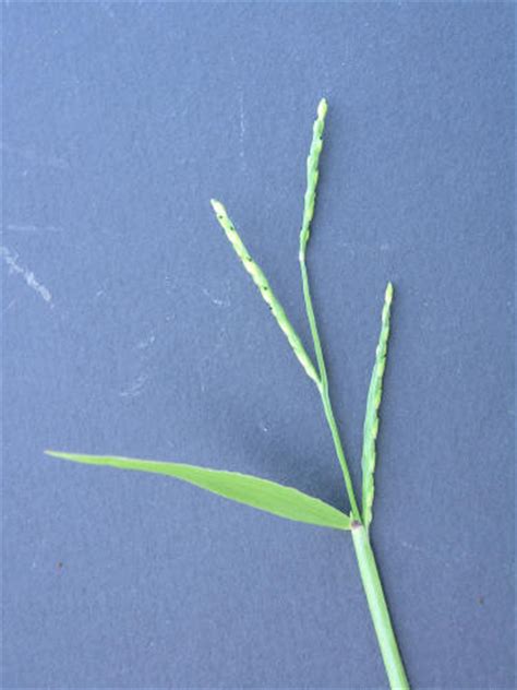 Broadleaf Signalgrass