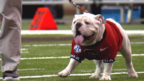 Georgia Bulldogs On Twitter Before We Welcome Boom As Uga Xi On