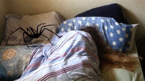 Giant Spider Sneaks Into Her Bedroom Youtube