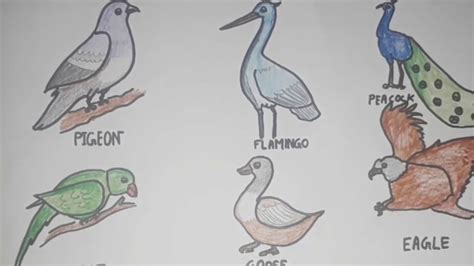How To Draw Six Different Types Of Birds Birds Draw And Coloring