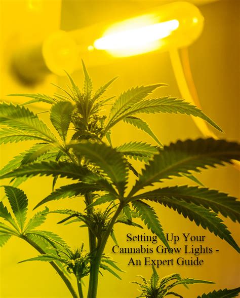 The Science and Benefits of Light Deprivation Cannabis Growing