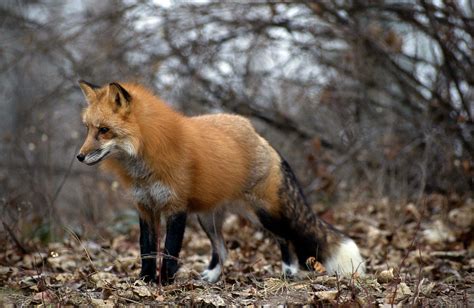 Adult Red Fox In A Wooded Area With Leaves Anim460 00201 Photograph