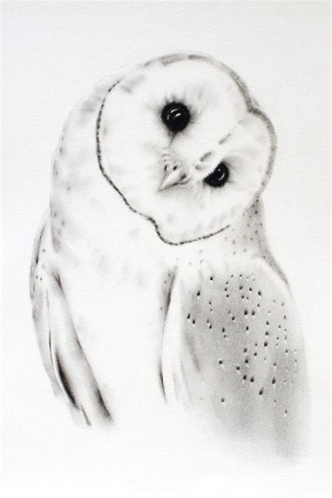 20 Amazing Owl Drawings In Different Mediums To Draw The Things To