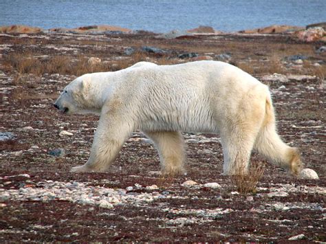 Polar Bear On Churchill Tundra Photograph By David Matthews Pixels