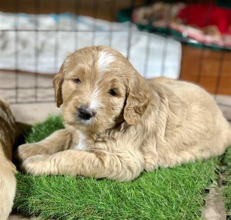 If we could we would adopt all of the babies bred at tennessee goldendoodles. Goldendoodle Puppies For Sale in Texas ...