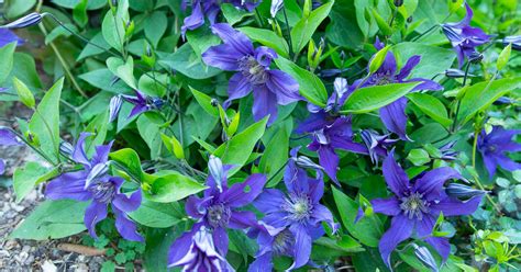 The Complete Clematis Growing Guide 2023