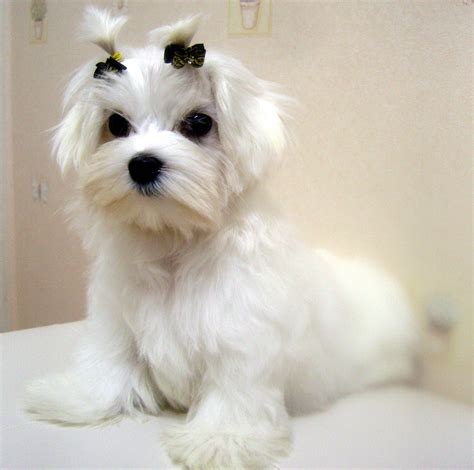 Maltese puppy for sale near california, los angeles, usa. Ace Cute Beautiful White TEACUP Maltese for Sale [My ...