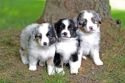 Male Miniature Australian Shepherd Puppy For Sale Id 6700 Lb Ph