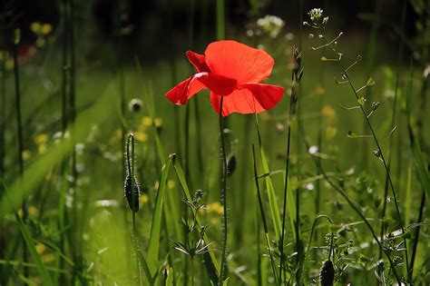 Free Image on Pixabay - Poppy, Flower, Nature, Wild Flower | Beautiful ...