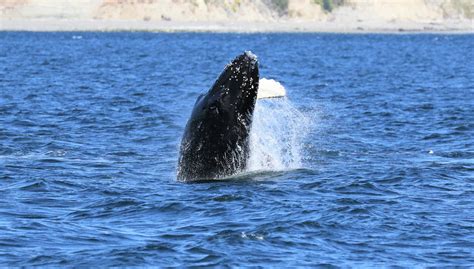 Sightings Of Humpback Whales In Salish Sea On The Rise South Whidbey