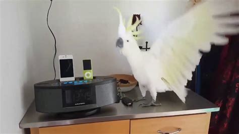 Cockatoo Parrot Listening Music And Dancing Youtube