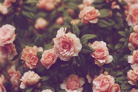 Vintage Floral Backgrounds Pixelstalknet