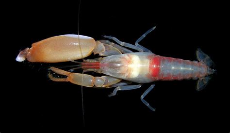 Meet The Feisty Pistol Shrimp That Kills With Bullets Made Of Bubbles