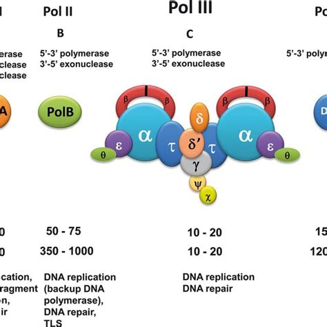 pdf dna replication fidelity in escherichia coli a multi dna polymerase affair