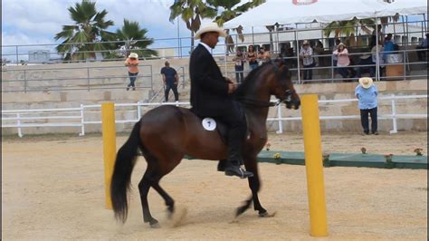 Competencia De Caballo De Paso Fino Parque Litoral Mayaguezpr Viajando Con Mrmarrero