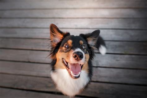 Funny Dog Face Australian Shepherd Portrait Happy Animal Stock Photo