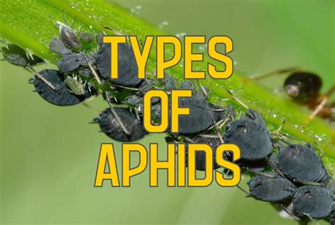 30 Types Of Aphids In North America Pictures And Identification