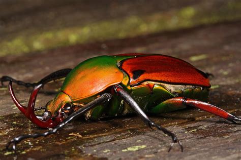 Tropical Africa Flower Beetle By Macrojunkie On Deviantart