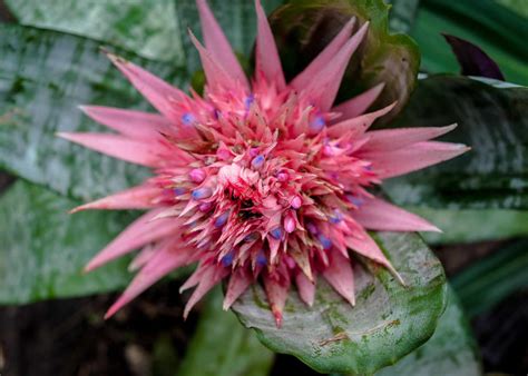 Growth And Care Guide For Aechmea Bromeliads