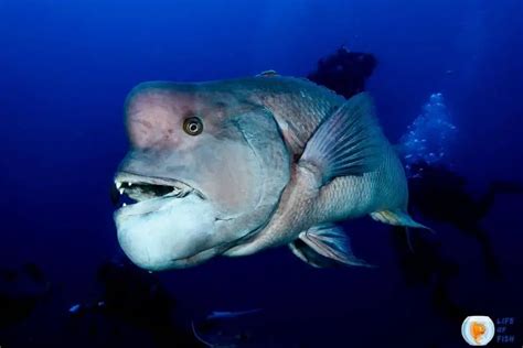 Asian Sheepshead Wrasse Incredible Facts About Them