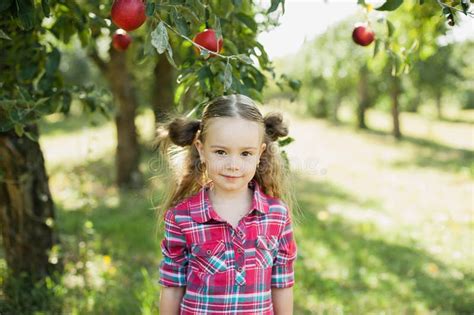 Girl With Apple In The Apple Orchard Stock Photo Image Of Care Green