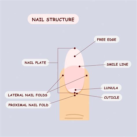 A Diagram Of The Natural Nail