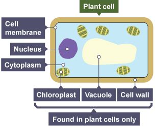 (the reproductive cells have no walls). BBC Bitesize - GCSE Biology (Single Science) - Variety of ...