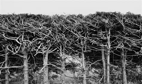Photography Living Cutted Dead Trees On Behance