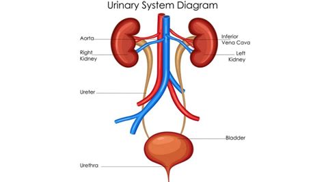 Collection Of Urinary Clipart Free Download Best Urinary Clipart On
