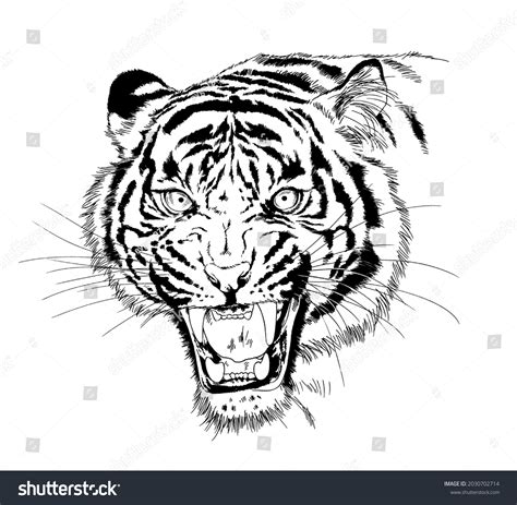 Tiger Roar Drawing Images Stock Photos Vectors Shutterstock