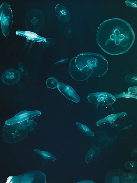 Jellyfish Underwater World Dark Hd Phone Wallpaper Peakpx