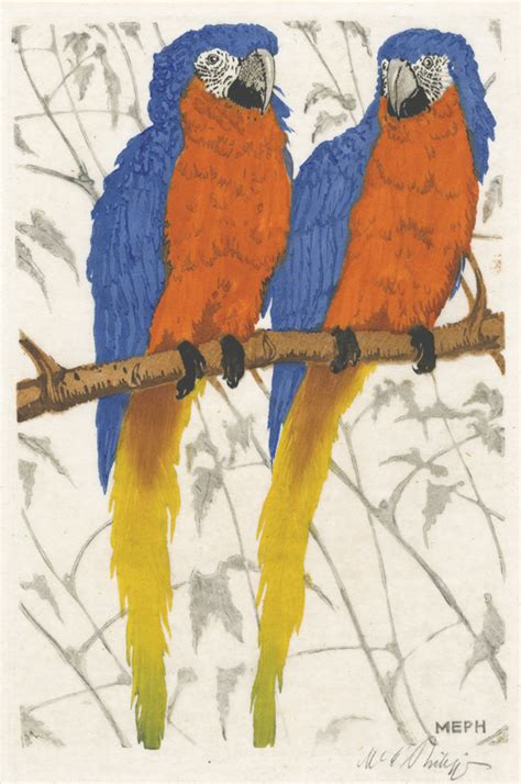 2 blauflügel ara blue winged macaws by martin erich philipp annex galleries fine prints