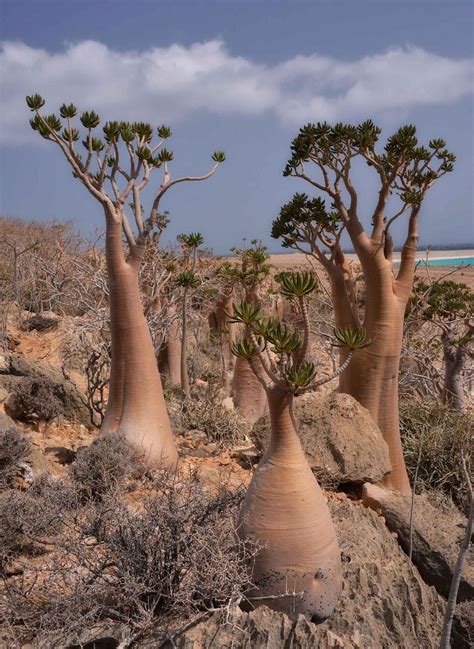 Bottle Trees Socotra Is Bottle Trees Weird Trees Unique Trees