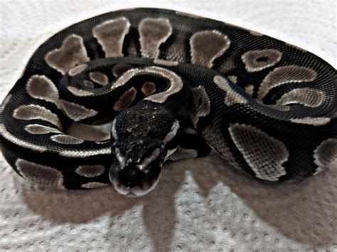 Axanthic Black Head Morph List World Of Ball Pythons