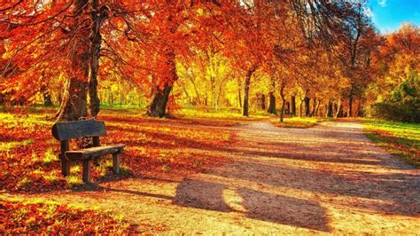 Autumn Forest With A Bench Wallpaper Backiee