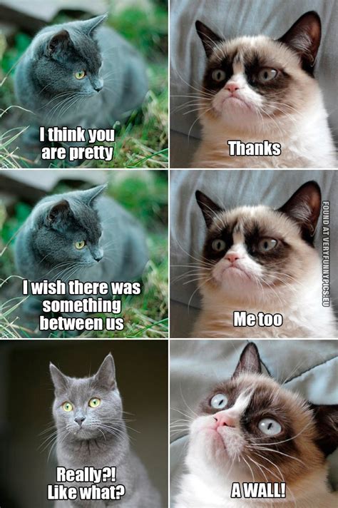 Grumpy Cat Meets A Crush Very Funny Pics