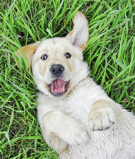 Playful Puppy Labrador Retriever Photograph By Jennie Marie Schell Pixels