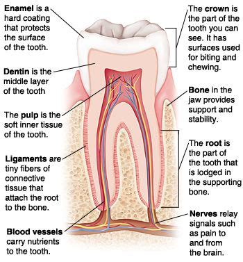 Related Image Sensitive Teeth Dental Implant Surgery Human Teeth